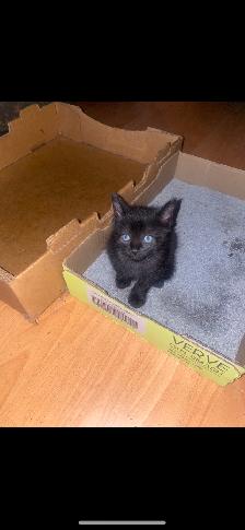 Two adorable kittens looking to be rehomed. - Photo 2