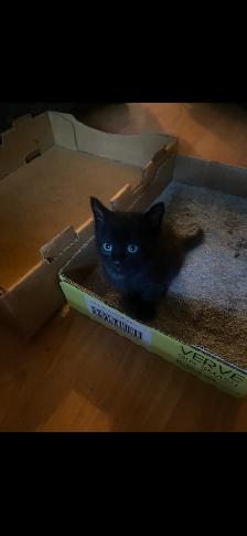 Two adorable kittens looking to be rehomed. - Photo 3