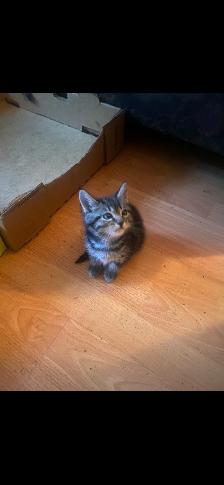 Two adorable kittens looking to be rehomed. - Photo 4