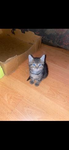 Two adorable kittens looking to be rehomed. - Photo 5