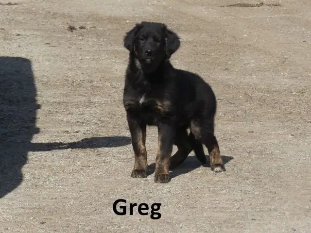 German shepherd collie mix