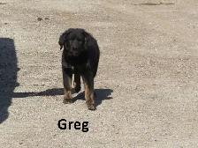 German shepherd collie mix - Photo 2