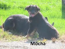 German shepherd collie mix - Photo 3