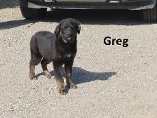 German shepherd collie mix - Photo 4