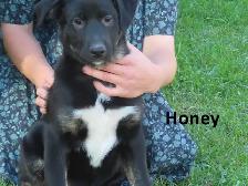 German shepherd collie mix - Photo 5