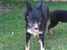 German shepherd collie mix - Photo 6