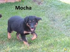 German shepherd collie mix - Photo 7
