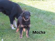 German shepherd collie mix - Photo 8
