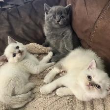 Scottish fold Siamese boys - Photo 3