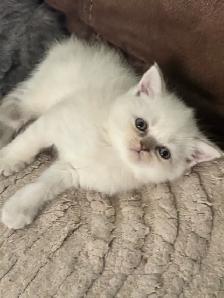 Scottish fold Siamese boys - Photo 6