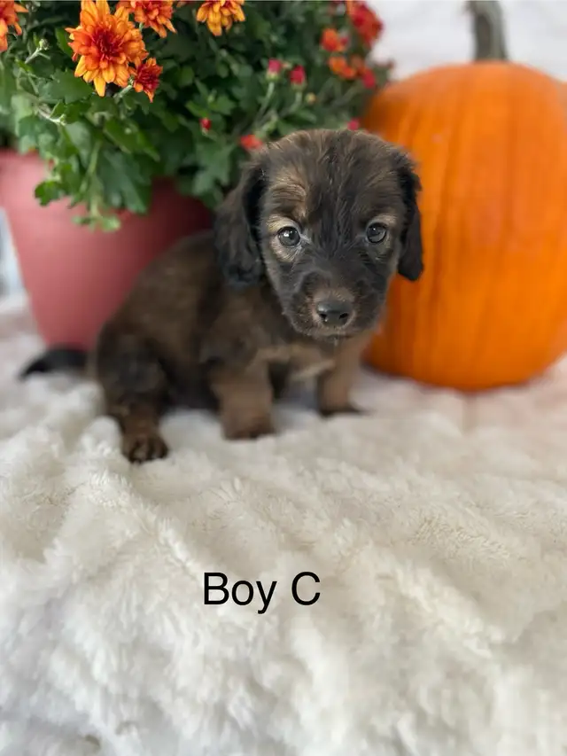Chi Weenie Puppy