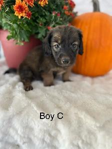 Chi Weenie Puppy