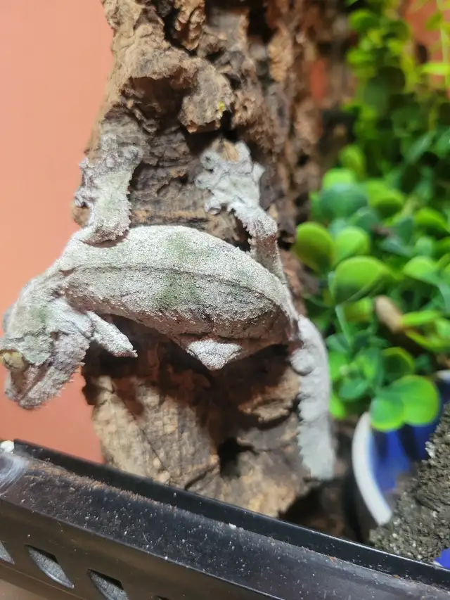 Uroplatus sikorae