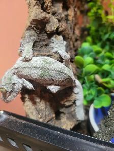 Uroplatus sikorae
