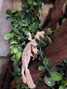 Uroplatus sikorae - Photo 5