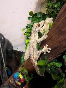 Uroplatus sikorae - Photo 6