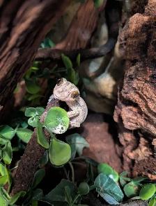 Uroplatus sikorae - Photo 7