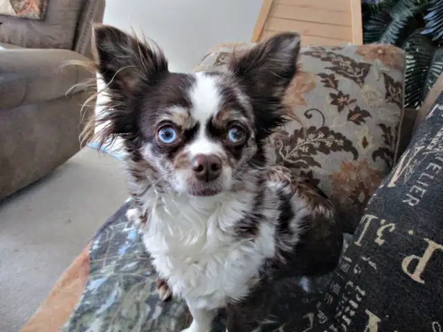 Chihuahua