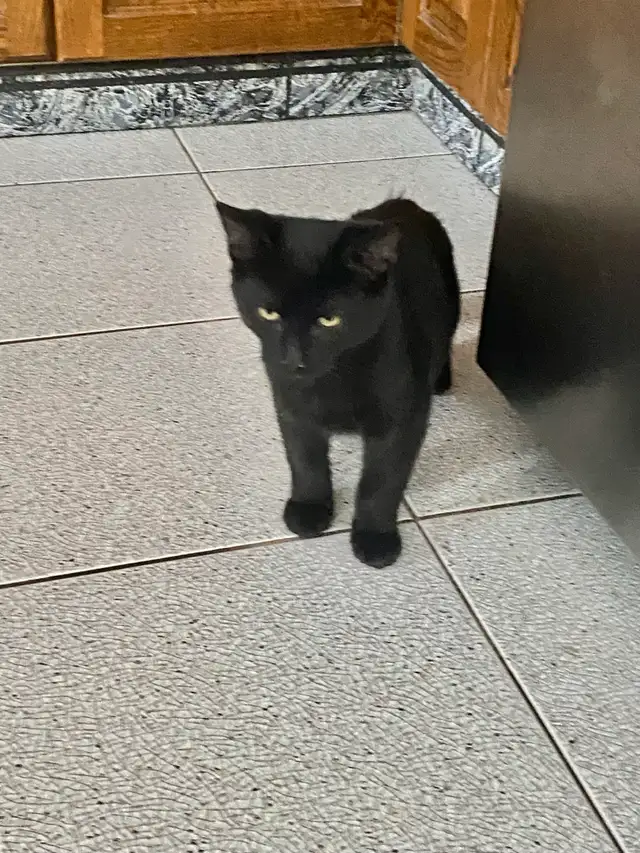 Friendly Male Black Kitten for Rehoming