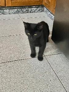 Friendly Male Black Kitten for Rehoming