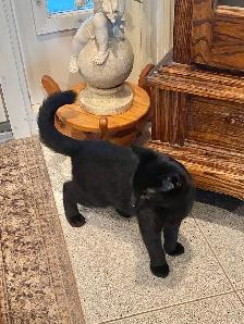 Friendly Male Black Kitten for Rehoming - Photo 2
