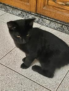 Friendly Male Black Kitten for Rehoming - Photo 3