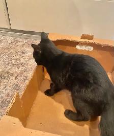 Friendly Male Black Kitten for Rehoming - Photo 4