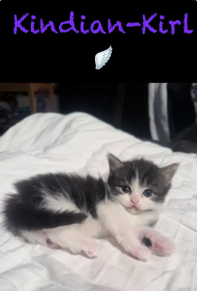 Chatons Himalayen
