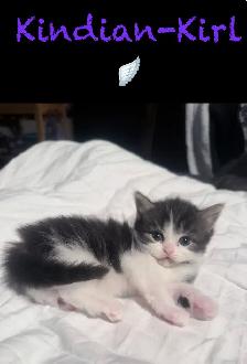 Chatons Himalayen