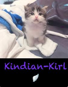 Chatons Himalayen - Photo 2