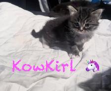 Chatons Himalayen - Photo 3