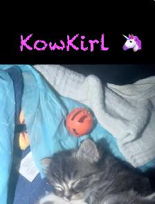 Chatons Himalayen - Photo 4
