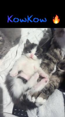 Chatons Himalayen - Photo 5