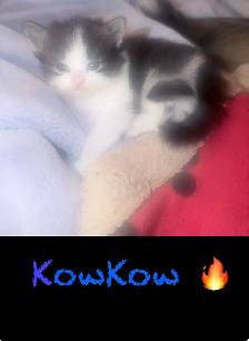 Chatons Himalayen - Photo 6