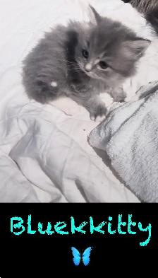 Chatons Himalayen - Photo 7