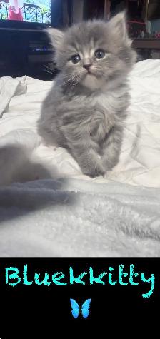 Chatons Himalayen - Photo 8
