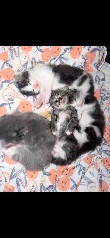 Chatons Himalayen - Photo 9