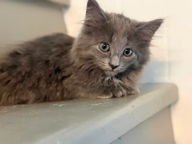 Bb chaton femelle