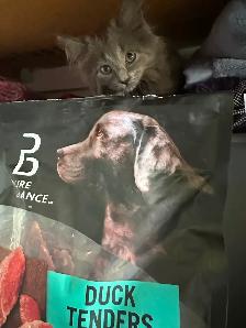 Bb chaton femelle - Photo 3
