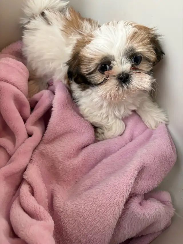Shih-Tzu Puppies for sale