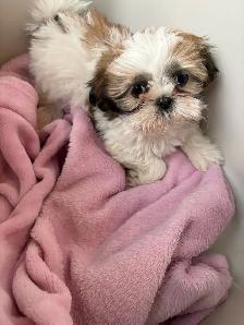 Shih-Tzu Puppies for sale