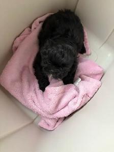 Shih-Tzu Puppies for sale - Photo 2