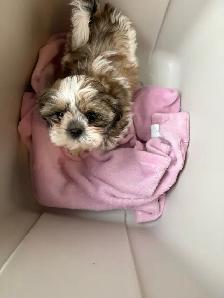 Shih-Tzu Puppies for sale - Photo 3