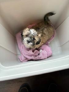 Shih-Tzu Puppies for sale - Photo 4