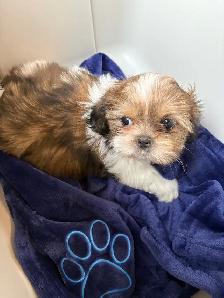Shih-Tzu Puppies for sale - Photo 5
