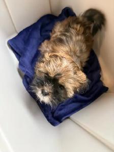 Shih-Tzu Puppies for sale - Photo 6