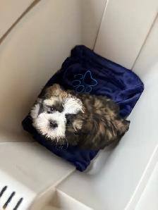 Shih-Tzu Puppies for sale - Photo 7