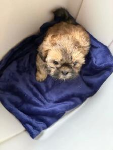 Shih-Tzu Puppies for sale - Photo 8