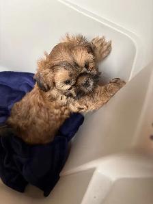 Shih-Tzu Puppies for sale - Photo 9
