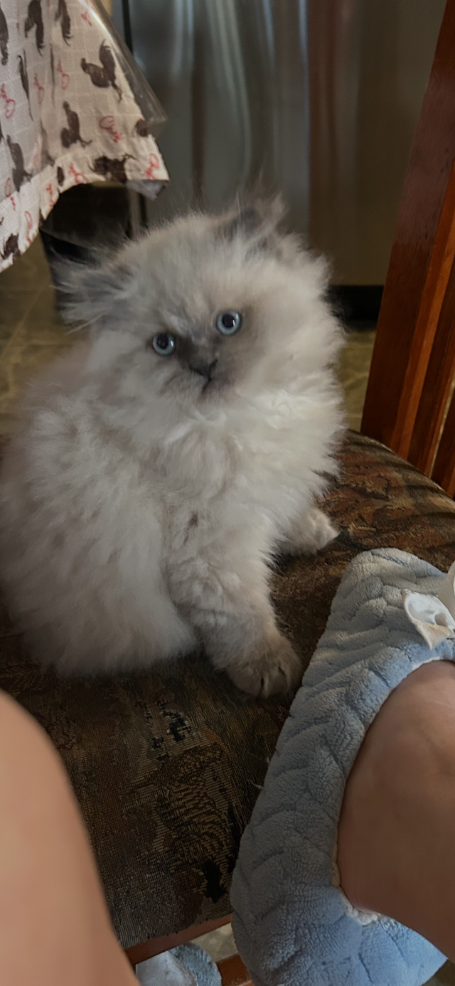 Himalayen